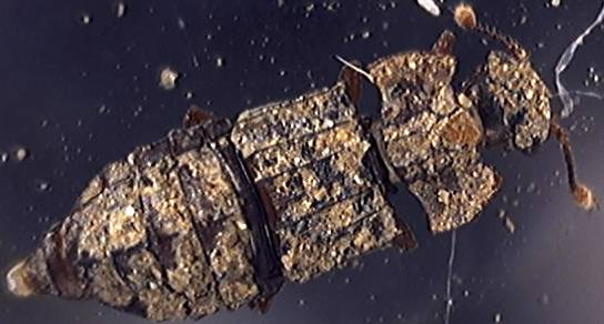 Micropeplus staphylinoides